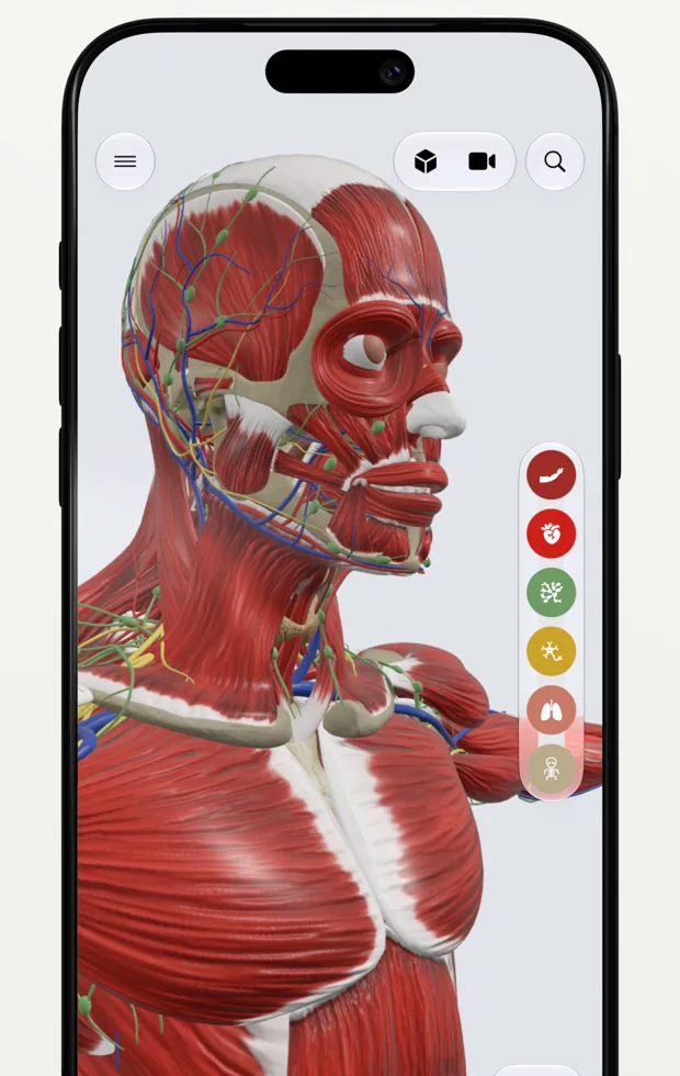 Anatomy Atlas 3D showing the head and shoulders with muscles, vessels and nerves