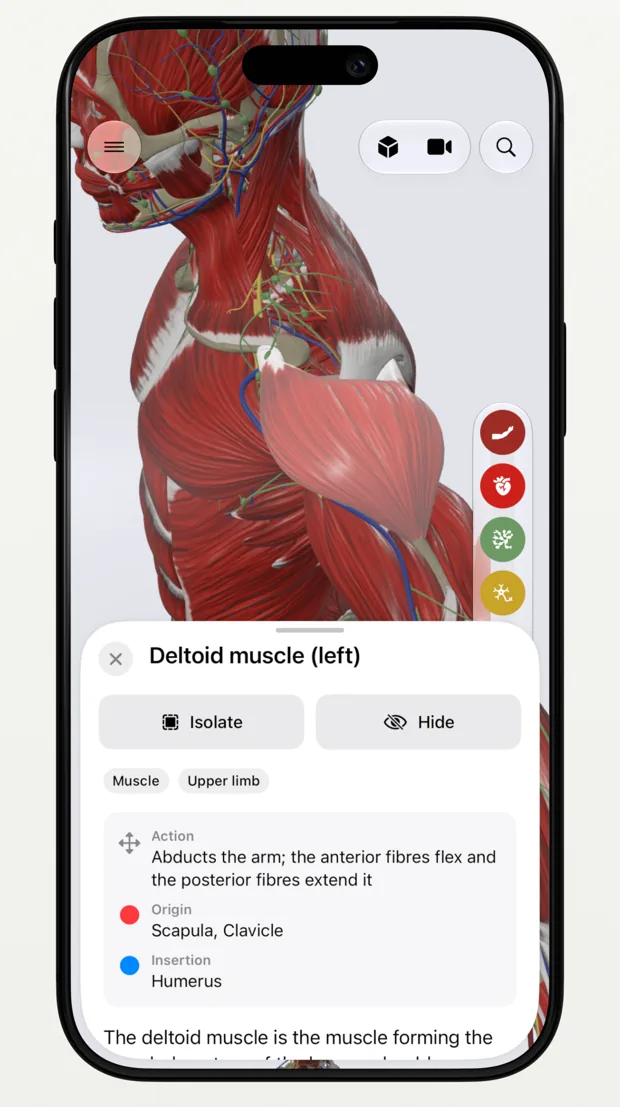 The deltoid muscle selected, with its action, origin and insertion