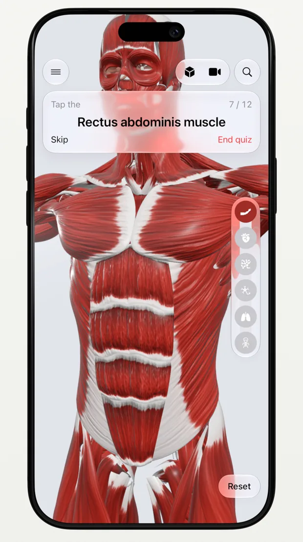 Anatomy quiz asking to tap the rectus abdominis muscle on the 3D model