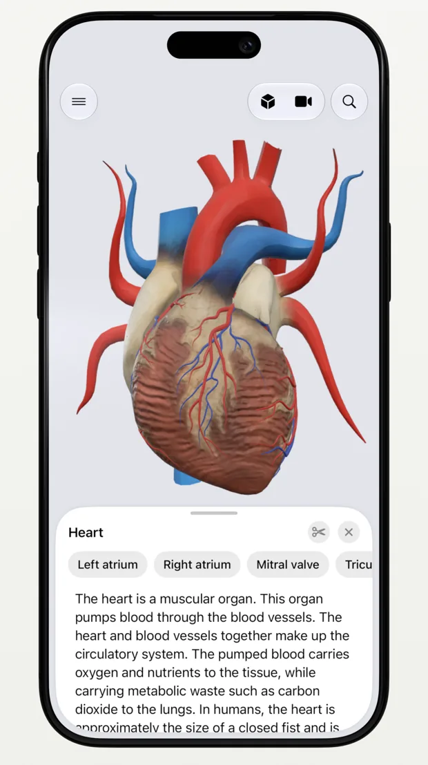 The heart on its own with its parts listed