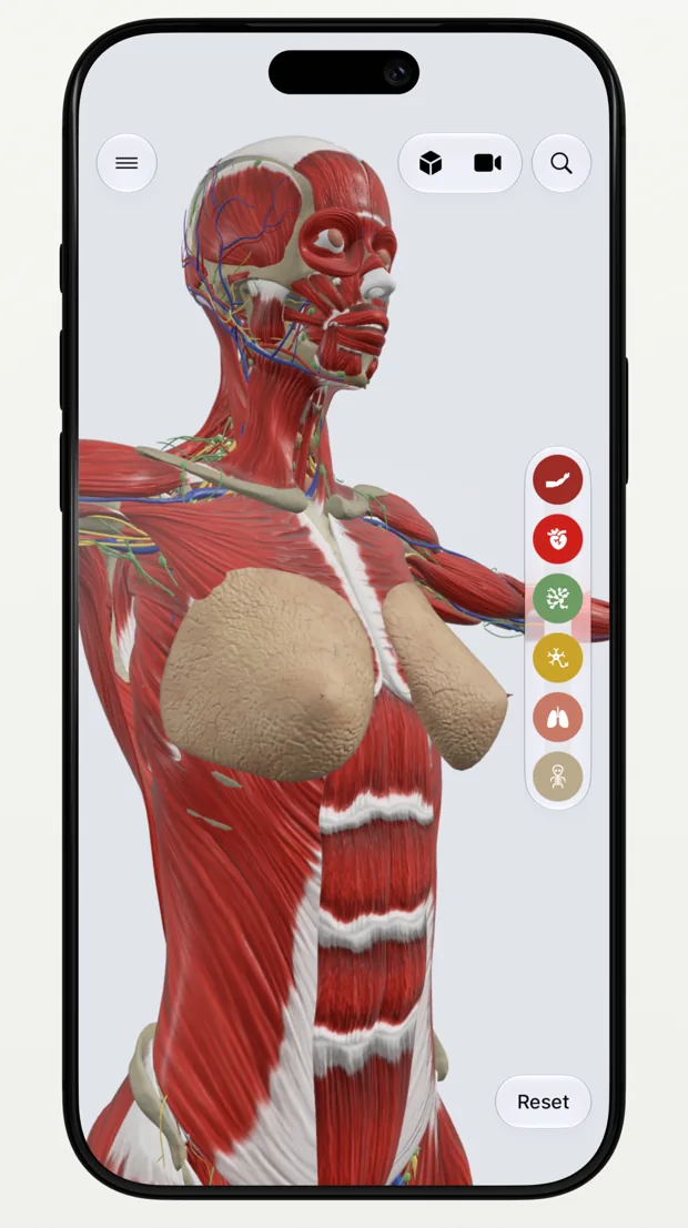 Female body in 3D with muscles