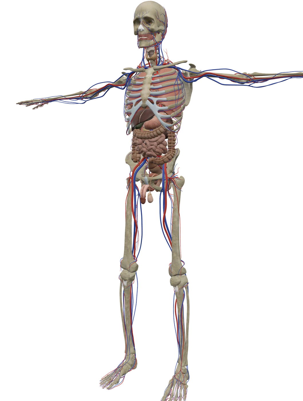 The human body in 3D (organs), rendered in Anatomy Atlas 3D