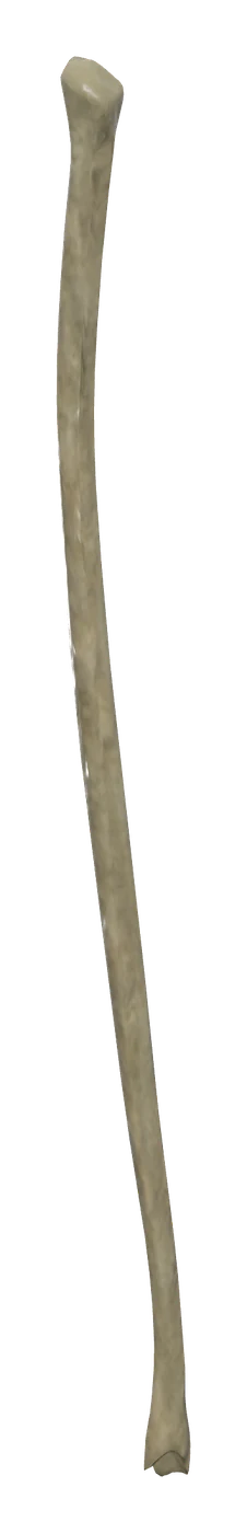 Fibula in 3D, rendered in Anatomy Atlas 3D