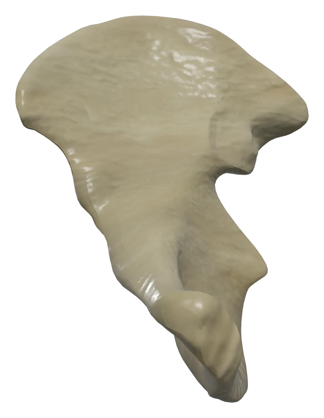 Hip bone in 3D, rendered in Anatomy Atlas 3D
