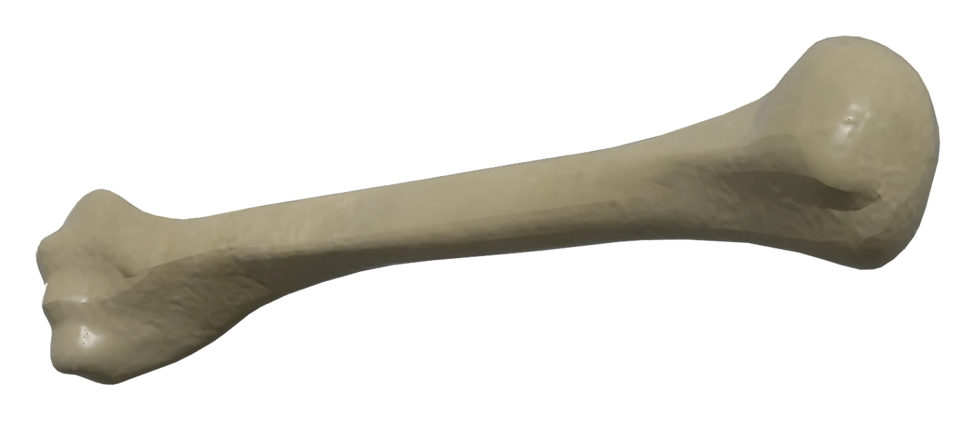 Humerus in 3D, rendered in Anatomy Atlas 3D