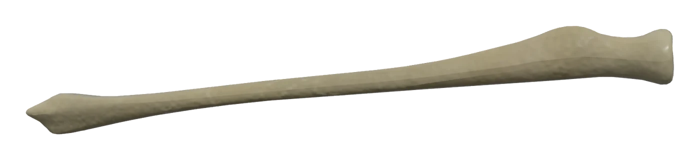 Radius in 3D, rendered in Anatomy Atlas 3D