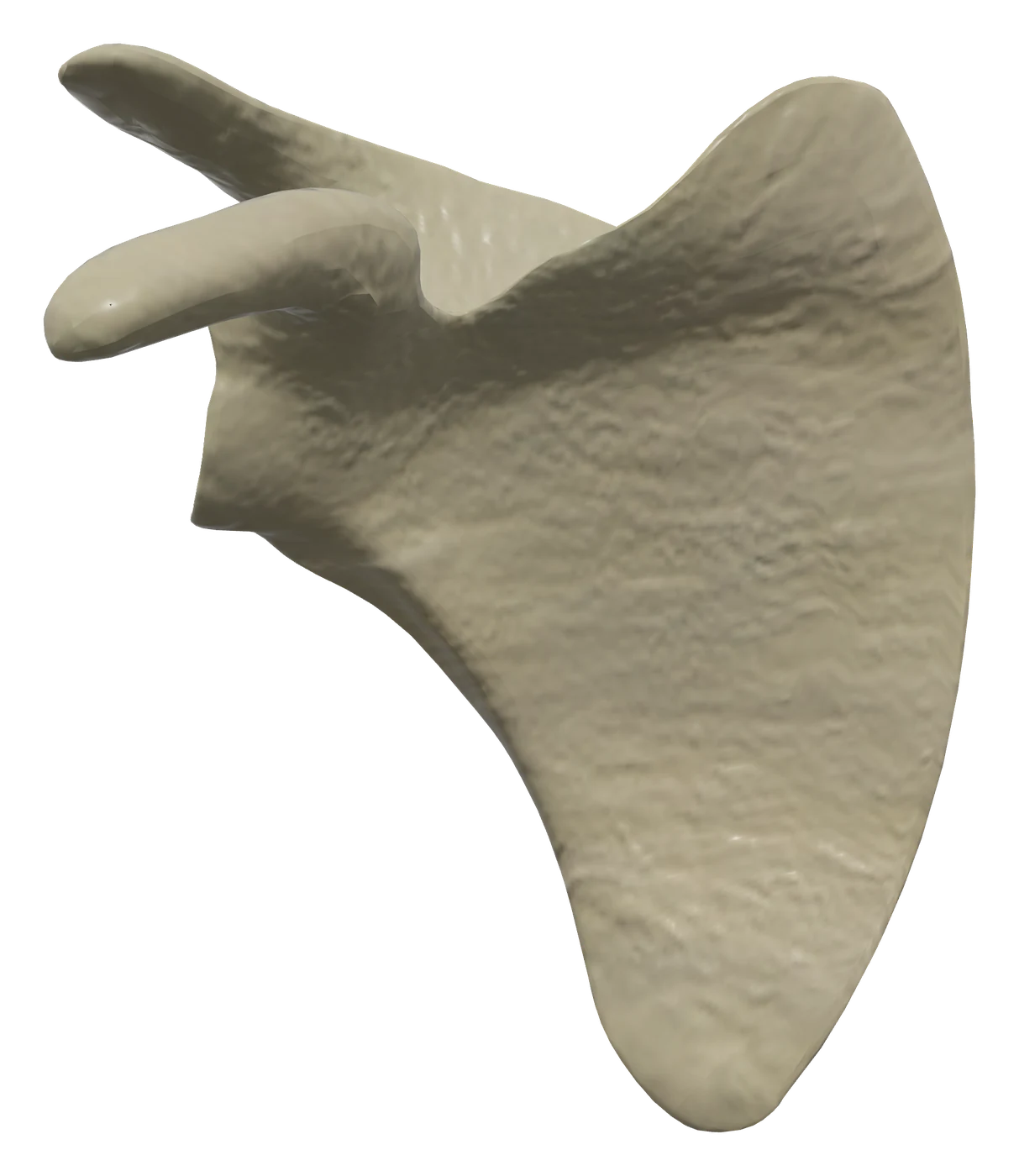 Scapula in 3D, rendered in Anatomy Atlas 3D