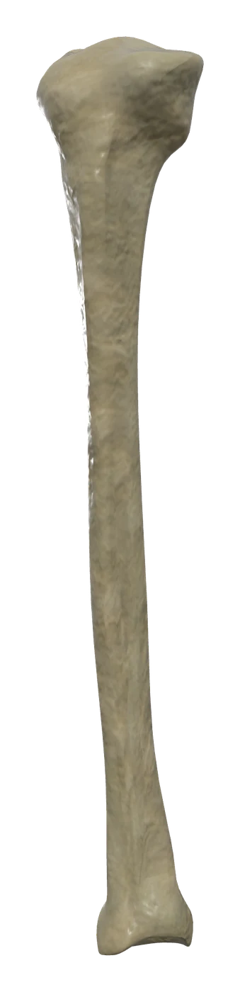 Tibia in 3D, rendered in Anatomy Atlas 3D