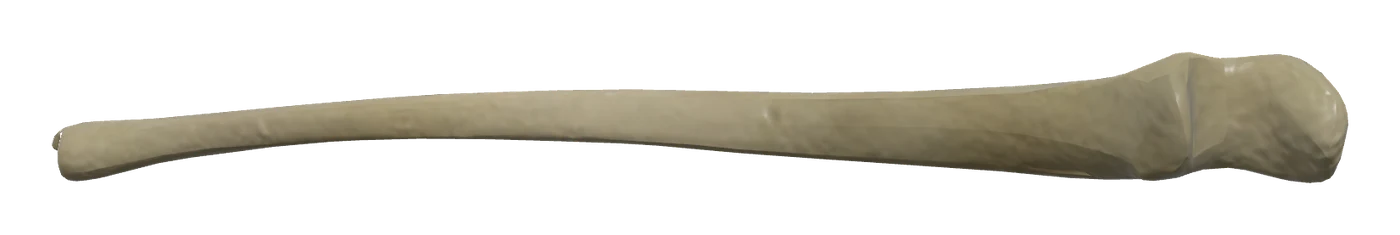 Ulna in 3D, rendered in Anatomy Atlas 3D