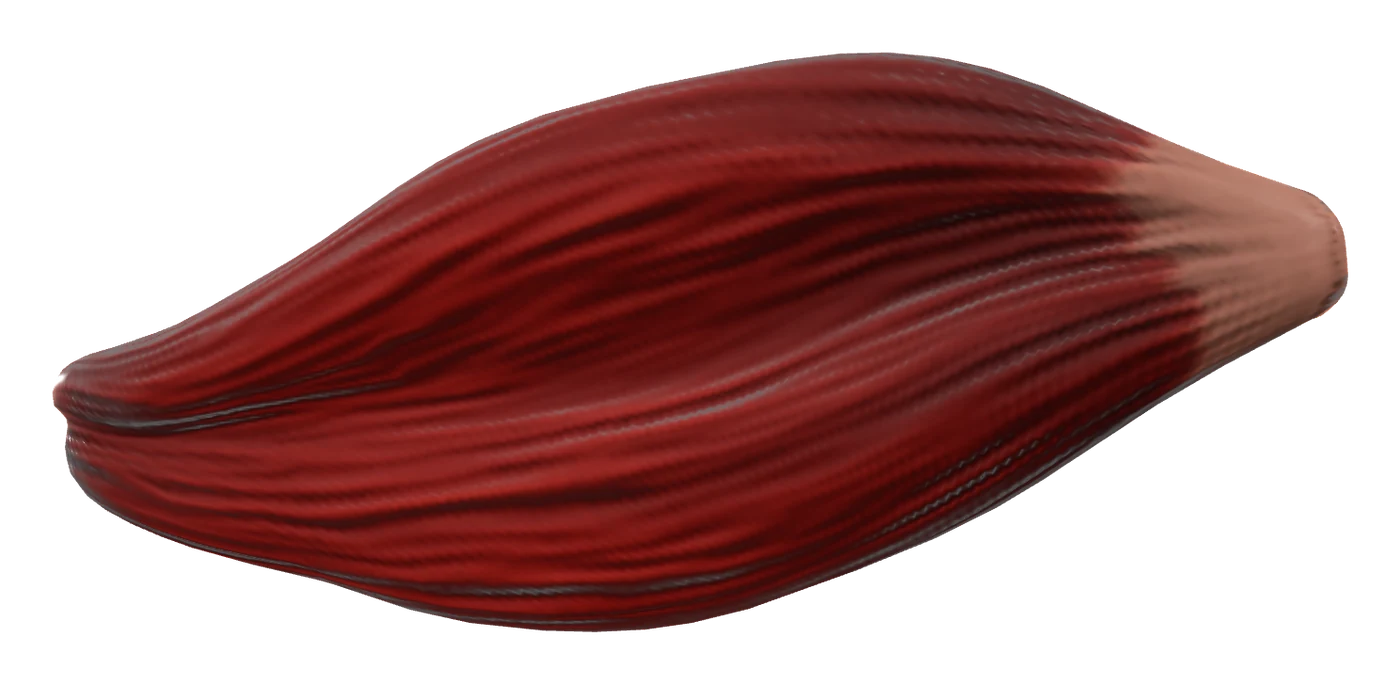 Biceps brachii muscle in 3D, rendered in Anatomy Atlas 3D