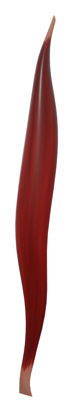 Rectus femoris muscle in 3D, rendered in Anatomy Atlas 3D