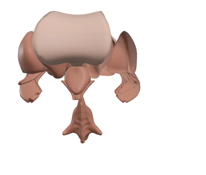 Brain ventricles in 3D, rendered in Anatomy Atlas 3D