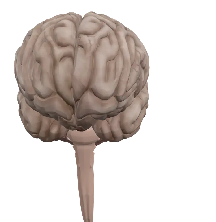 Brain in 3D, rendered in Anatomy Atlas 3D