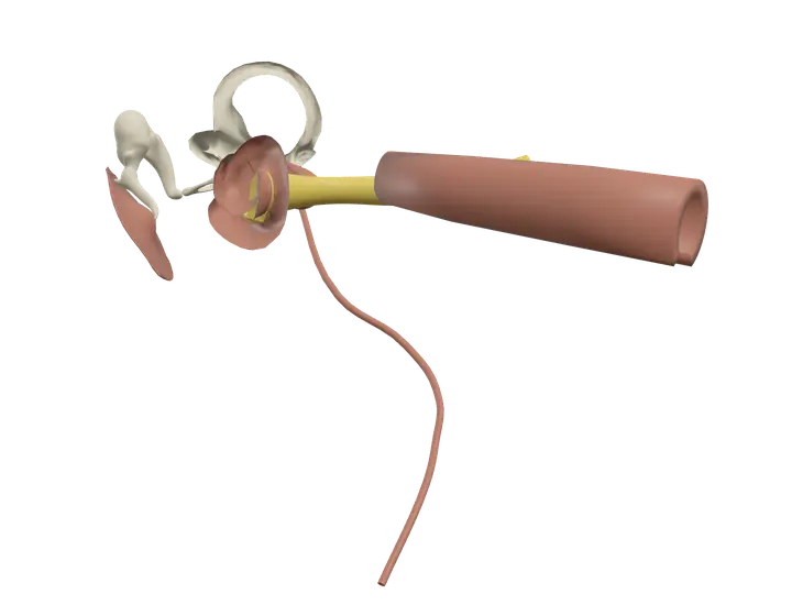 Ear in 3D, rendered in Anatomy Atlas 3D