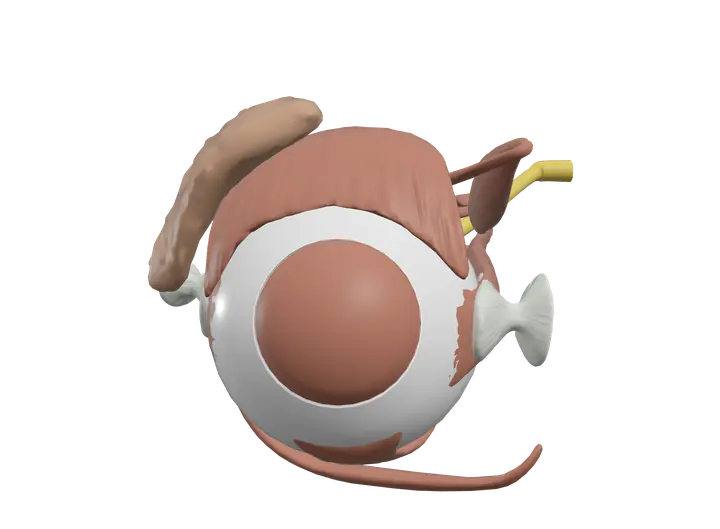 Eye in 3D, rendered in Anatomy Atlas 3D