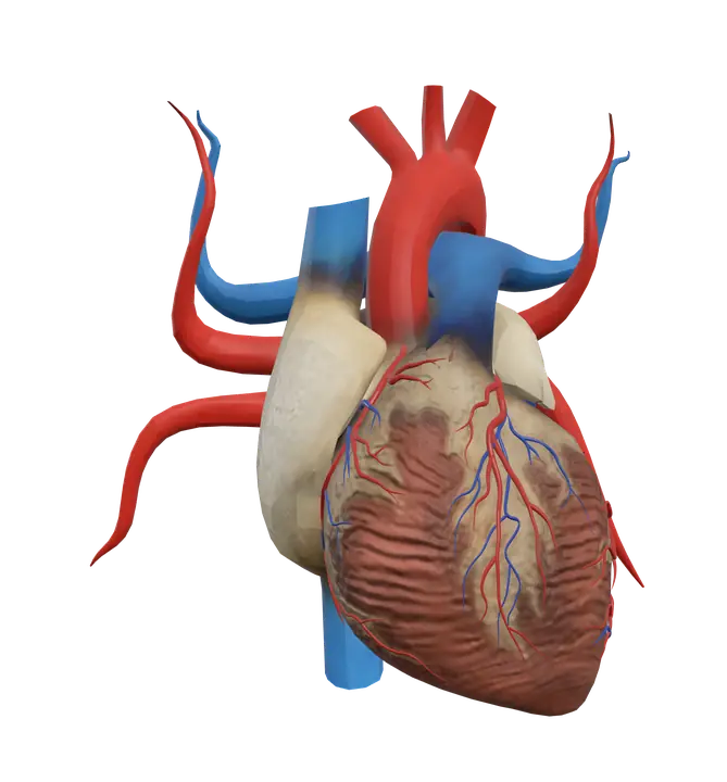 Heart in 3D, rendered in Anatomy Atlas 3D