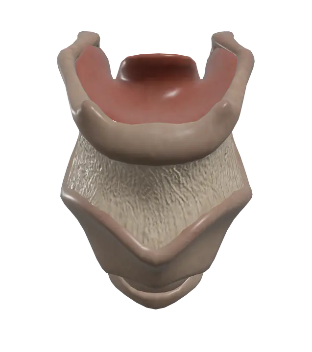 Larynx in 3D, rendered in Anatomy Atlas 3D