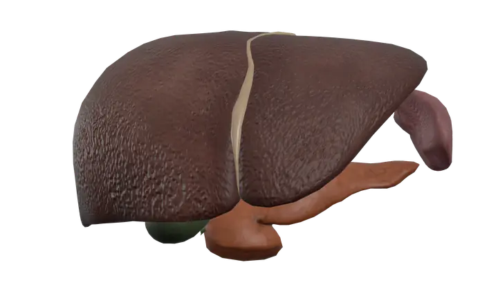 Liver and pancreas in 3D, rendered in Anatomy Atlas 3D