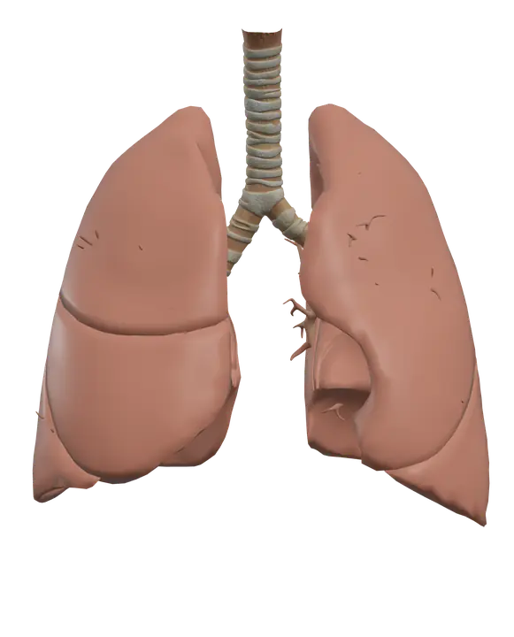 Lungs in 3D, rendered in Anatomy Atlas 3D