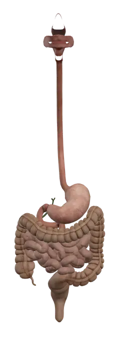 Stomach and intestines in 3D, rendered in Anatomy Atlas 3D