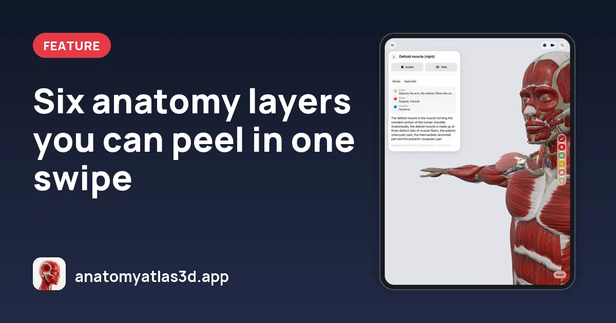 Six anatomy layers you can peel in one swipe, Anatomy Atlas 3D