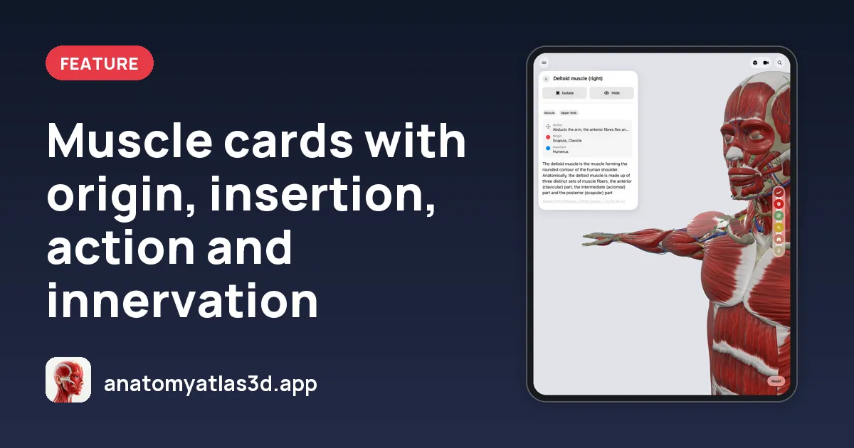 Muscle cards with origin, insertion, action and innervation, Anatomy Atlas 3D