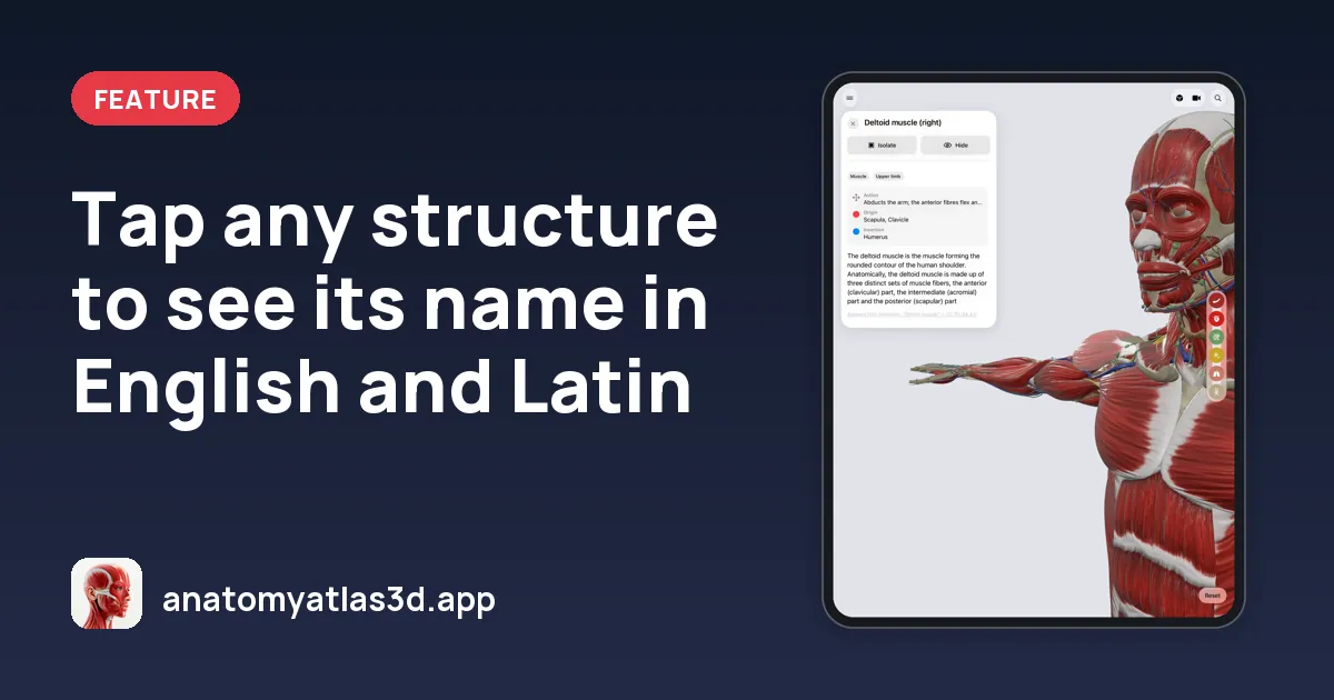 Tap any structure to see its name in English and Latin, Anatomy Atlas 3D