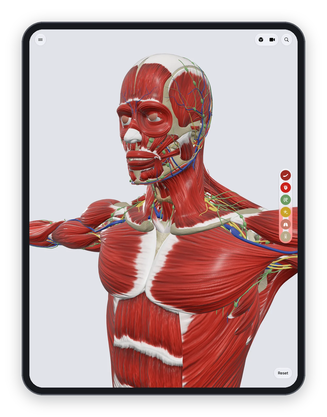 Anatomy Atlas 3D on iPad: head and shoulders in 3D with the superficial muscles, vessels and nerves
