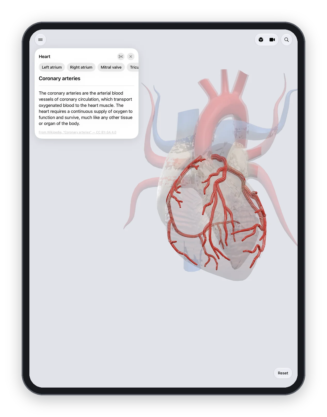 Anatomy Atlas 3D on iPad: the heart on its own in the organ explorer, coronary arteries selected