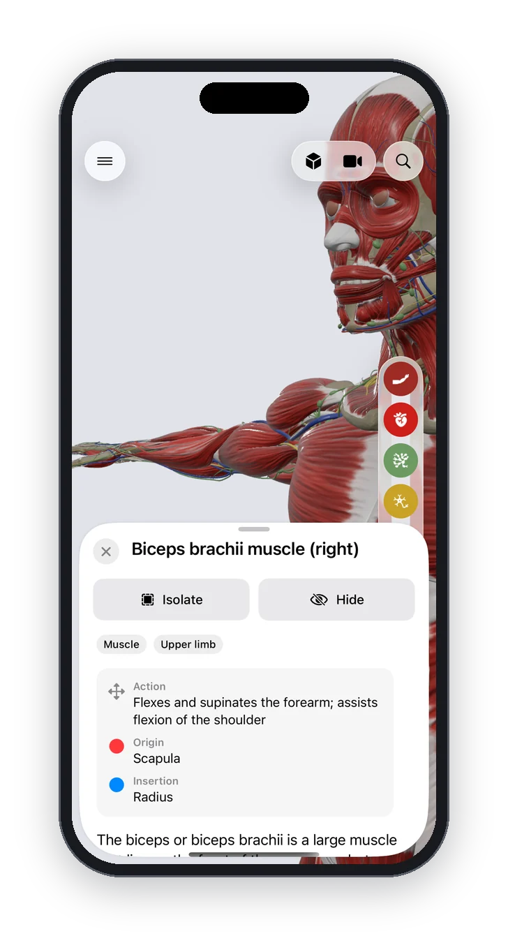 Anatomy Atlas 3D on iPhone: the biceps brachii selected, with its card: action, origin on the scapula, insertion on the radius