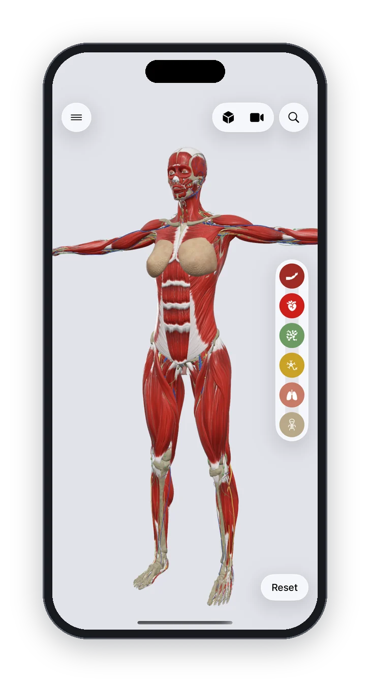 Anatomy Atlas 3D on iPhone: the female body in 3D