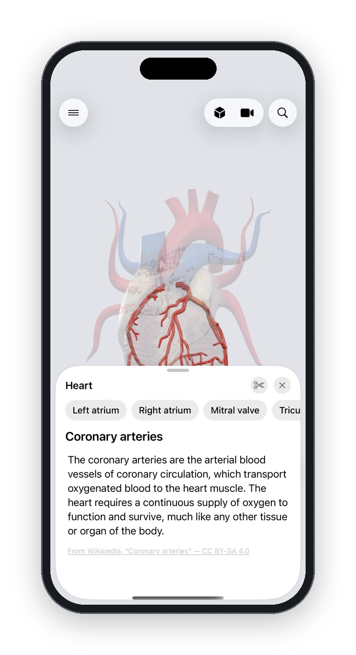 Anatomy Atlas 3D on iPhone: the heart on its own in the organ explorer, coronary arteries selected