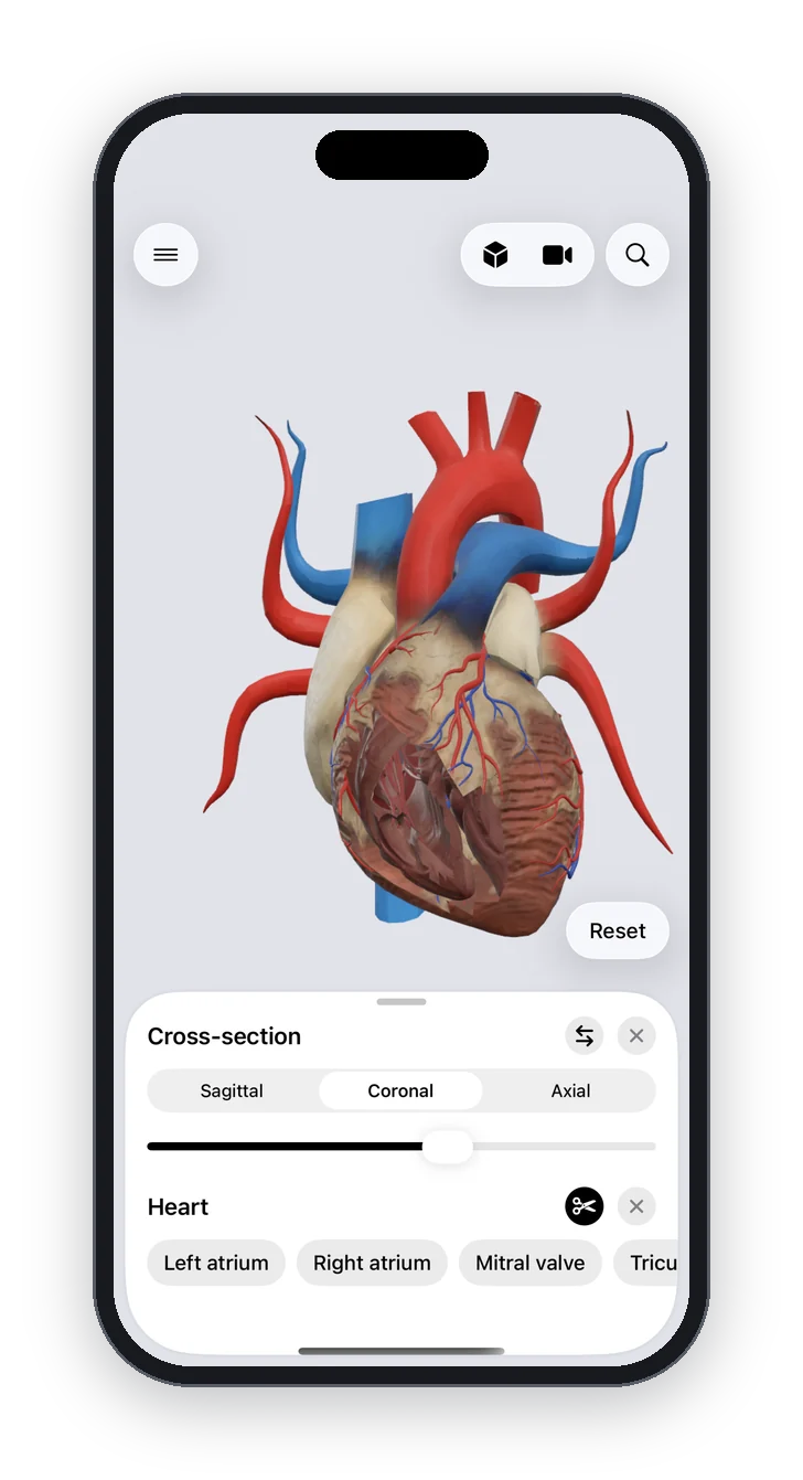 Anatomy Atlas 3D on iPhone: a coronal cross section through the heart
